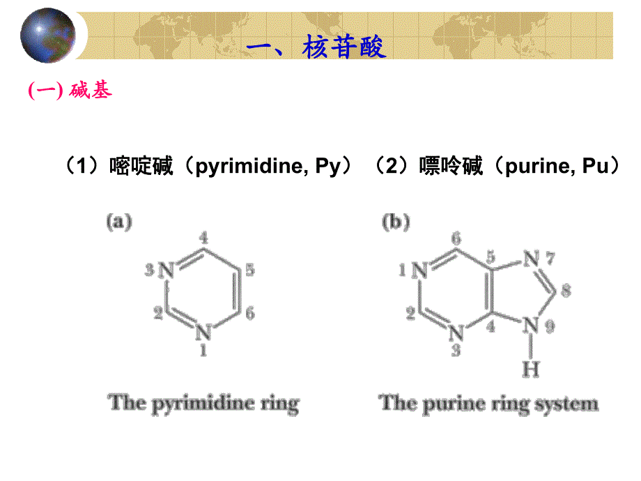 第13章核酸的结构.ppt_第2页