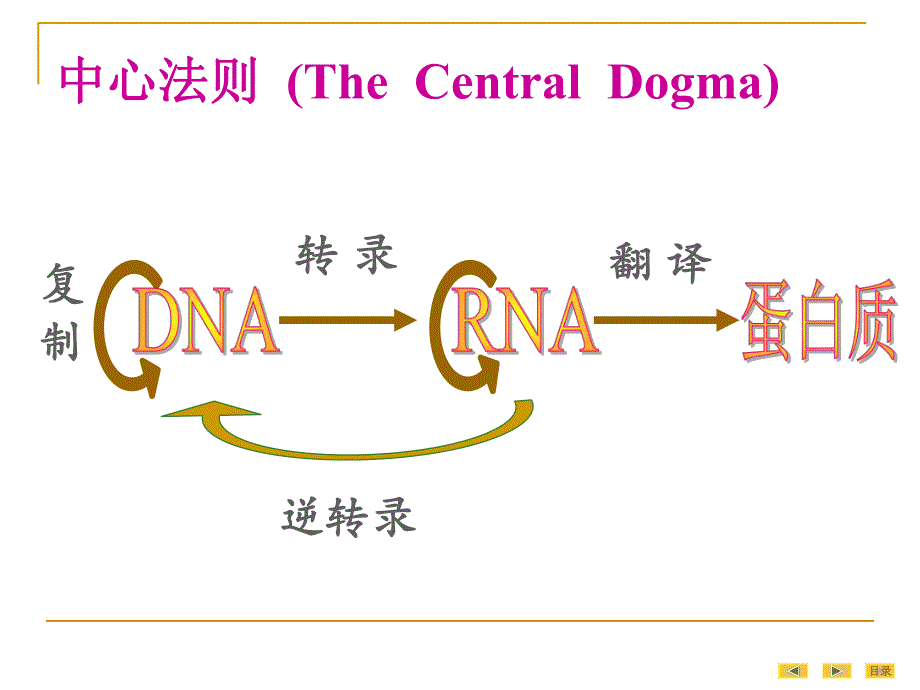 第13章真核基因与基因组.ppt_第3页