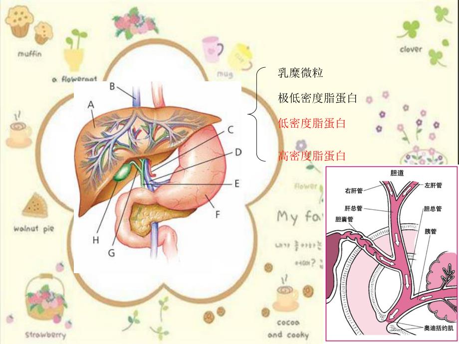 第16章血液生化黄疸名师编辑PPT课件.ppt_第3页