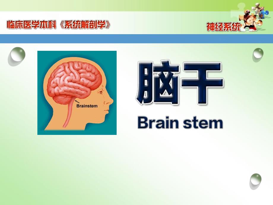 第17章2脑干.ppt_第1页