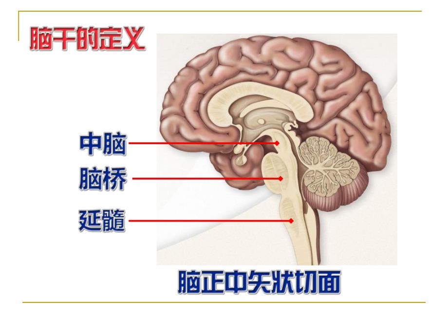 第17章2脑干.ppt_第2页