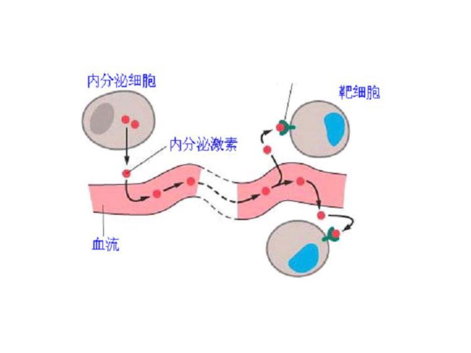 第17章激素.ppt_第3页