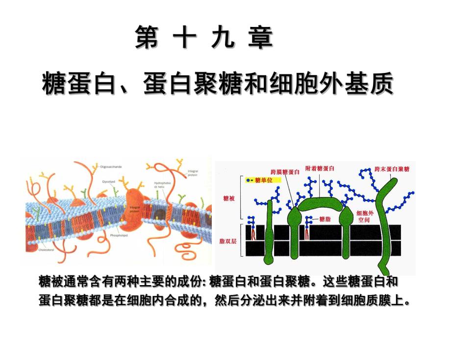 第19章糖蛋白、蛋白聚糖和细胞外基质.ppt_第1页