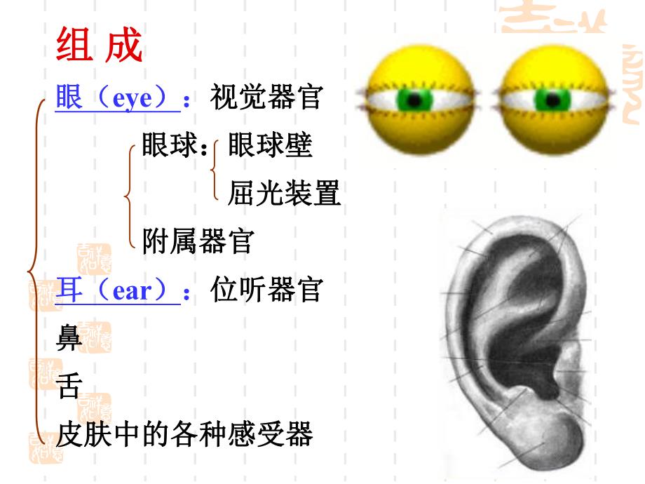 第16章眼和耳.ppt_第2页