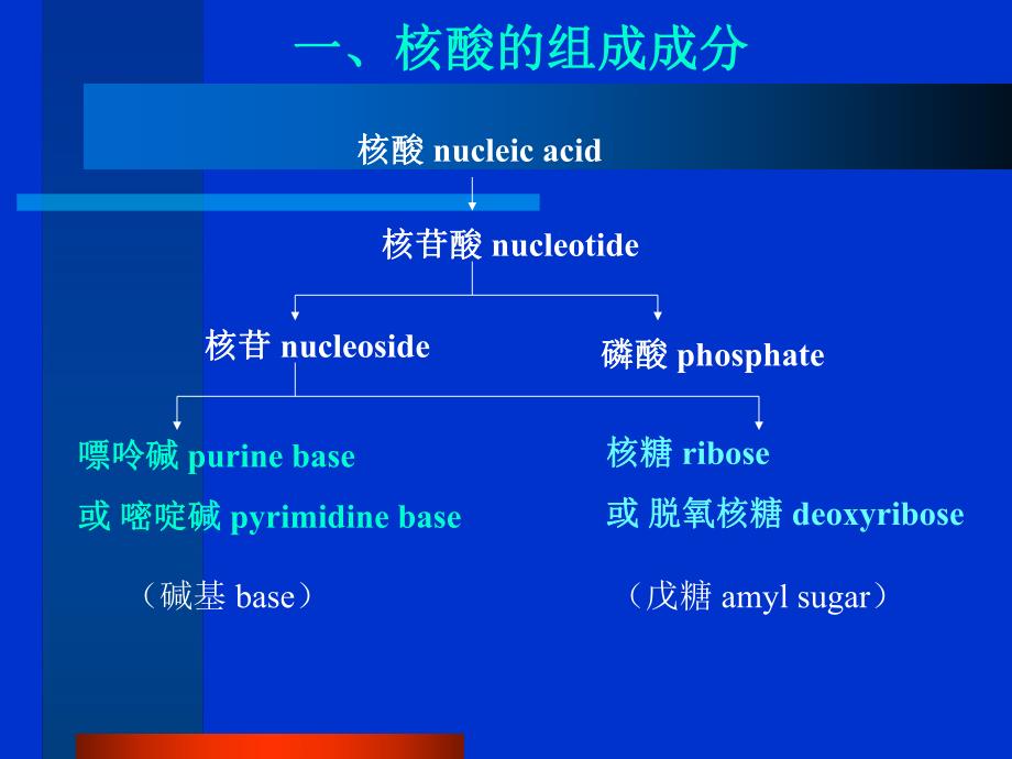 第14章核酸的结构.ppt_第2页