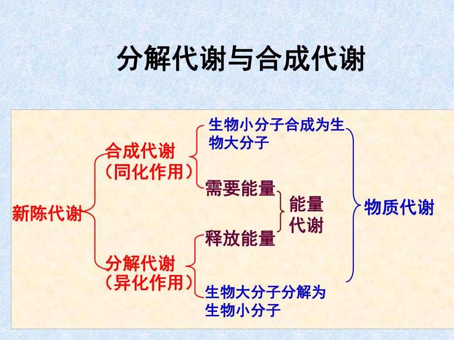 第19章代谢总论名师编辑PPT课件.ppt_第3页