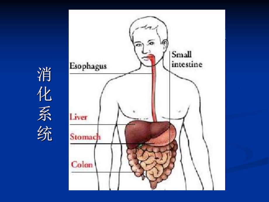 第16章消化系统药物.ppt_第2页