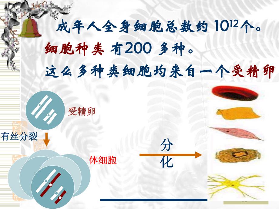 细胞的分化、癌变和衰老精品教育.ppt_第3页