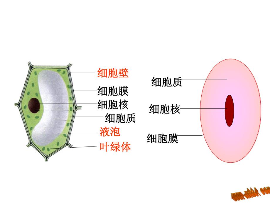 细胞的生活2精品教育.ppt_第2页