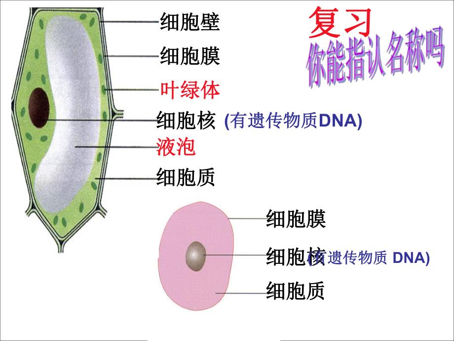 细菌PPT课件 精品教育.ppt_第1页