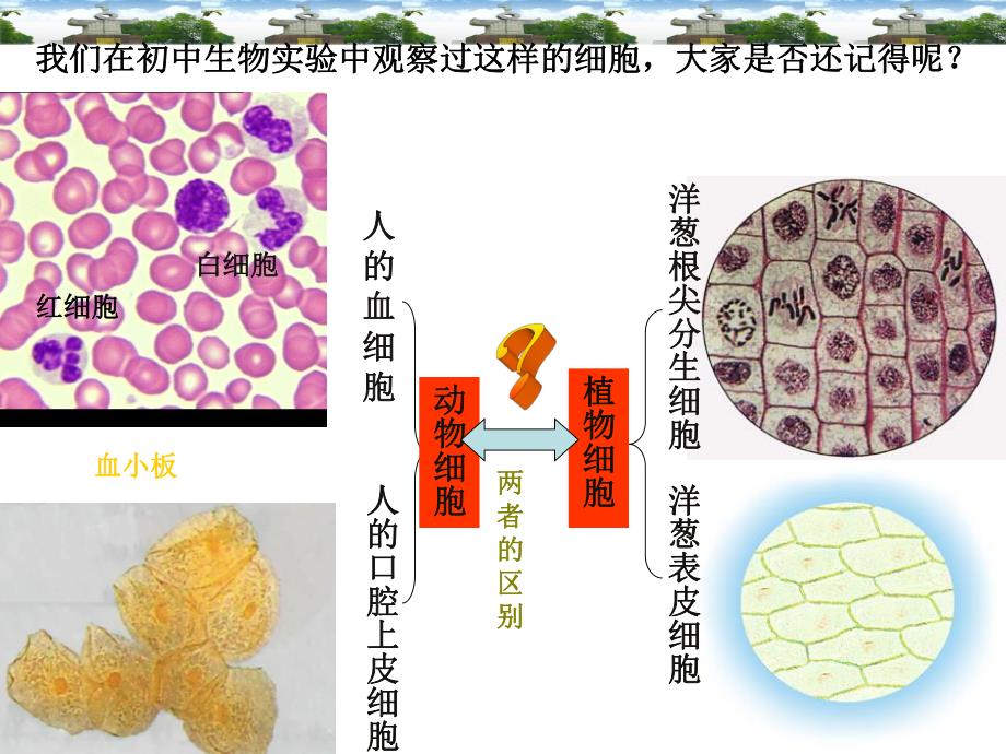 细胞的多样性和统一性001精品教育.ppt_第2页