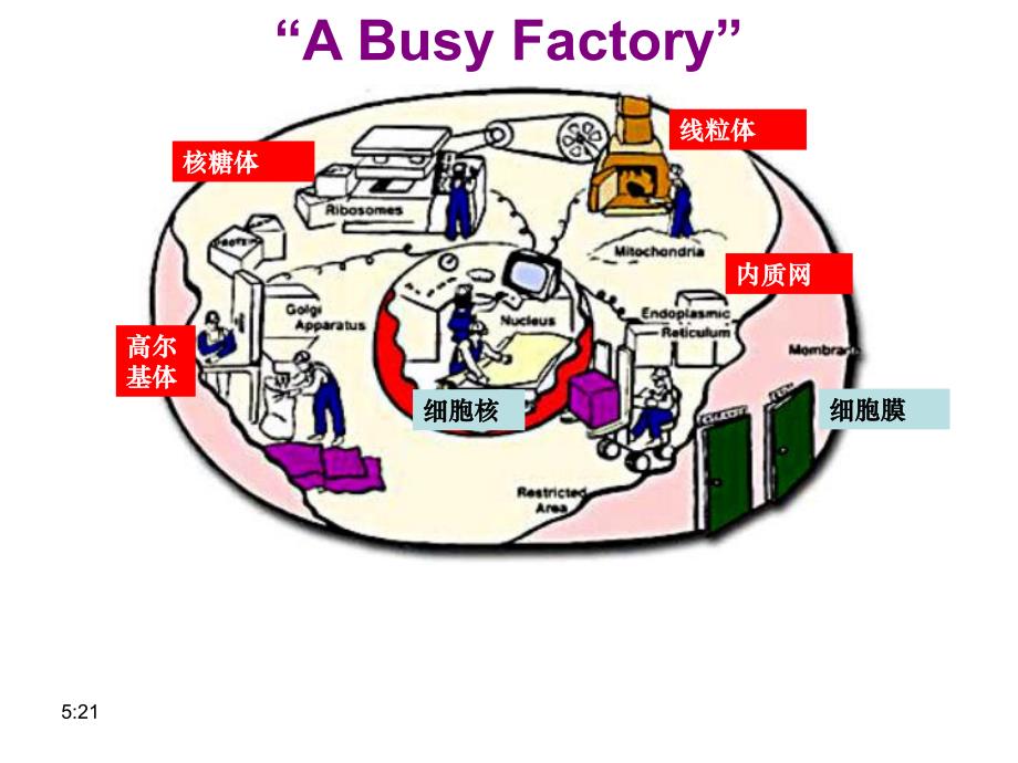 细胞器系统内的分工合作精品教育.ppt_第1页