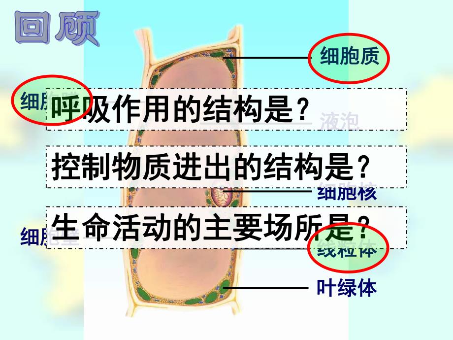 细胞的分裂与分化精品教育.ppt_第2页