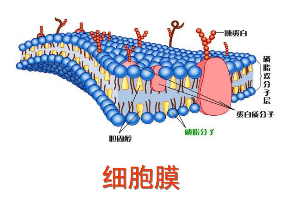 细胞膜和细胞壁精品教育.ppt_第3页