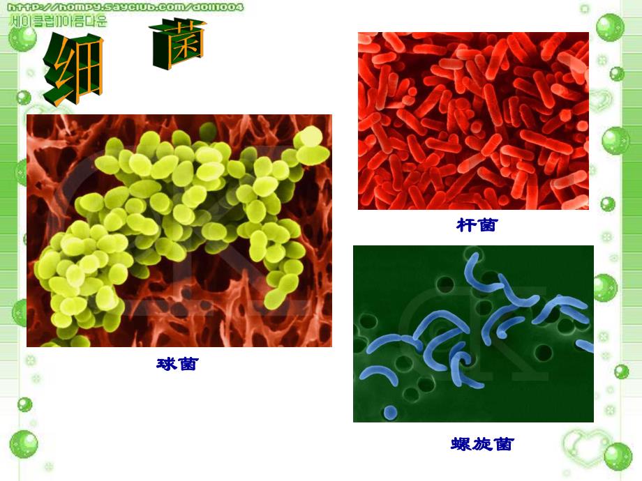 细菌、真菌、病毒精品教育.ppt_第3页