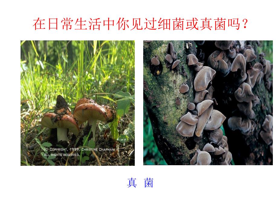 细菌和真菌的分布31p精品教育.ppt_第2页