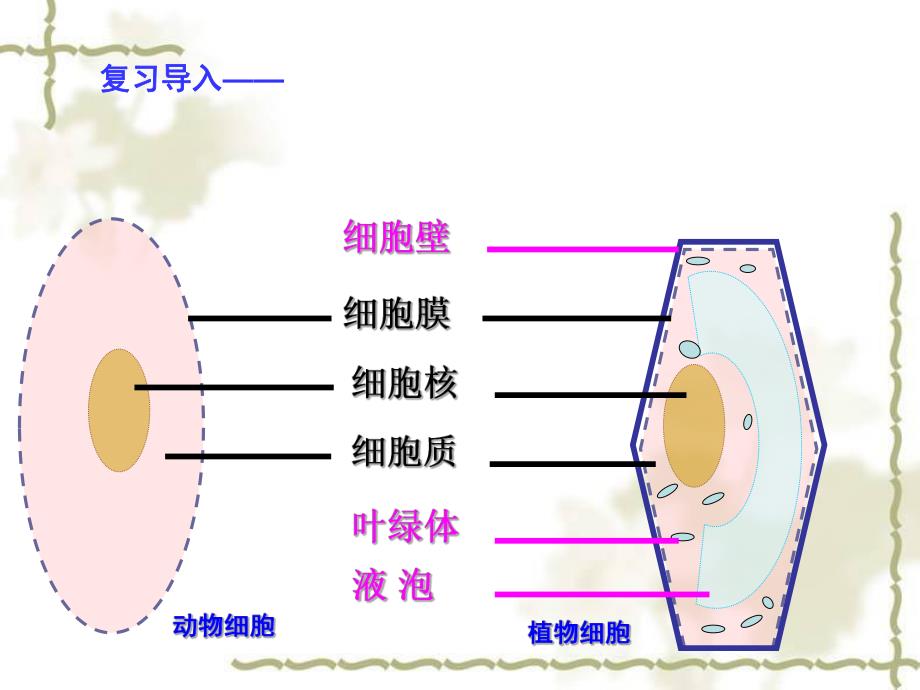 细胞的生活传精品教育.ppt_第1页