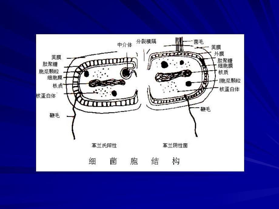 园林植物病虫害防治课件10名师编辑PPT课件.ppt_第3页