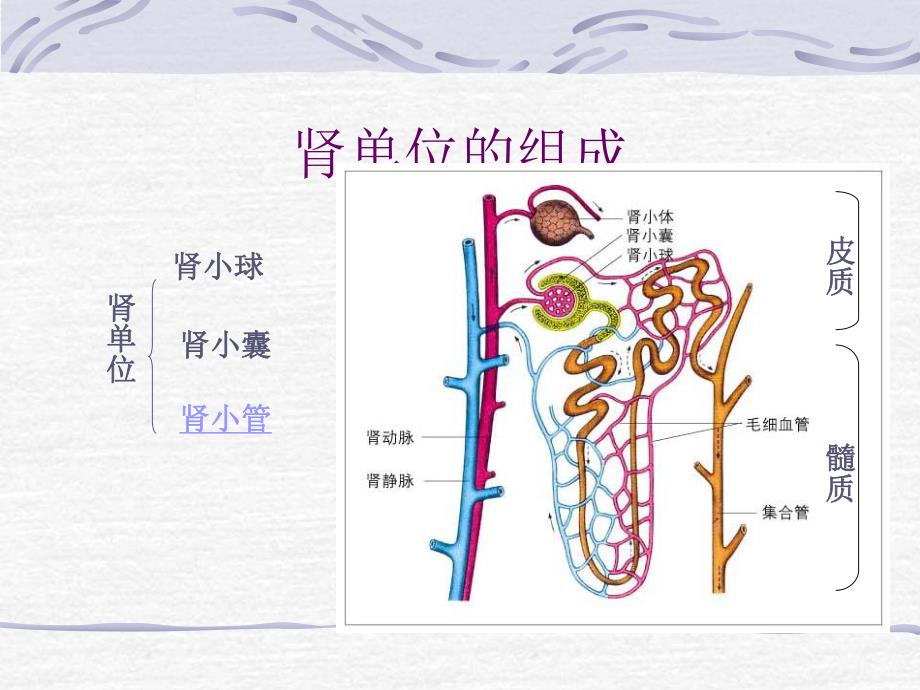 尿的形成和排出1.ppt_第3页