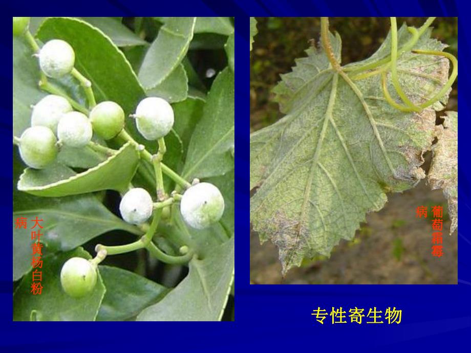 园林植物病虫害防治课件11名师编辑PPT课件.ppt_第3页