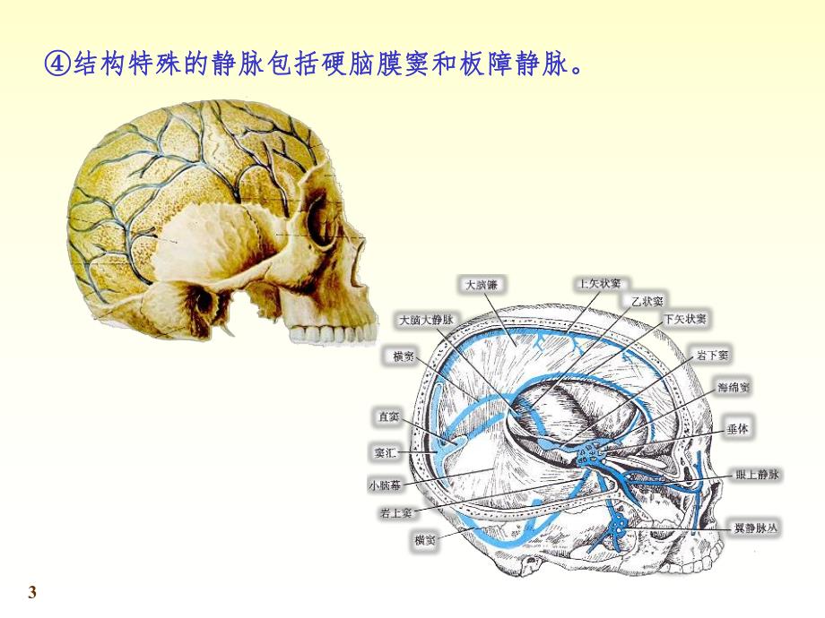 心脑血管静脉.ppt_第3页