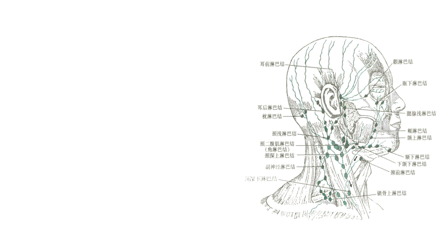 头颈部淋巴结及其回流.ppt_第2页