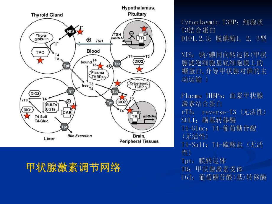 妊娠合并甲减SCH2.ppt_第2页