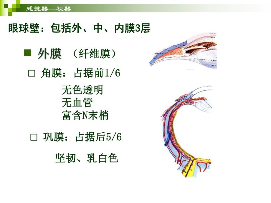 感觉器官视器.ppt_第3页