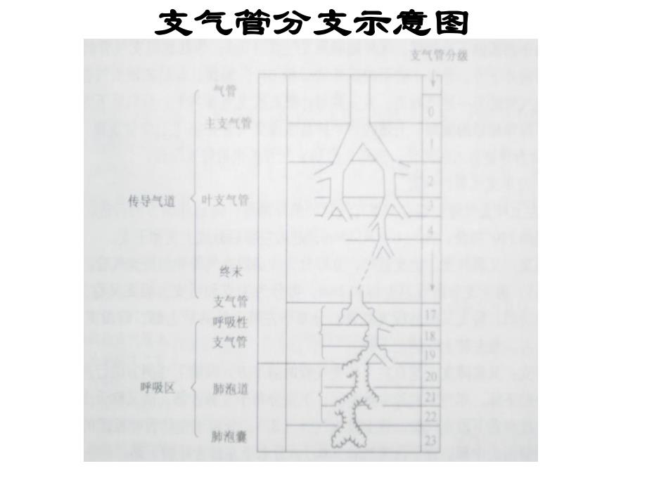 呼吸衰竭临床诊治名师编辑PPT课件.ppt_第3页