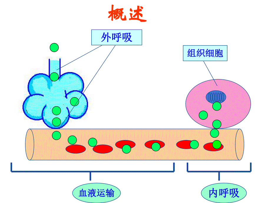 呼吸衰竭本名师编辑PPT课件.ppt_第3页