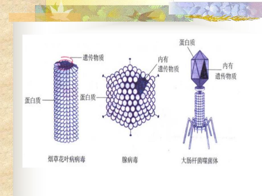 抗病毒药物在儿科的合理应用.ppt_第3页