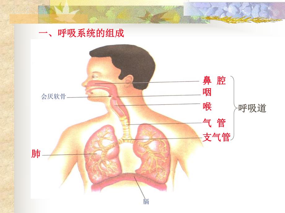 呼吸系统对空气的处理.ppt_第2页