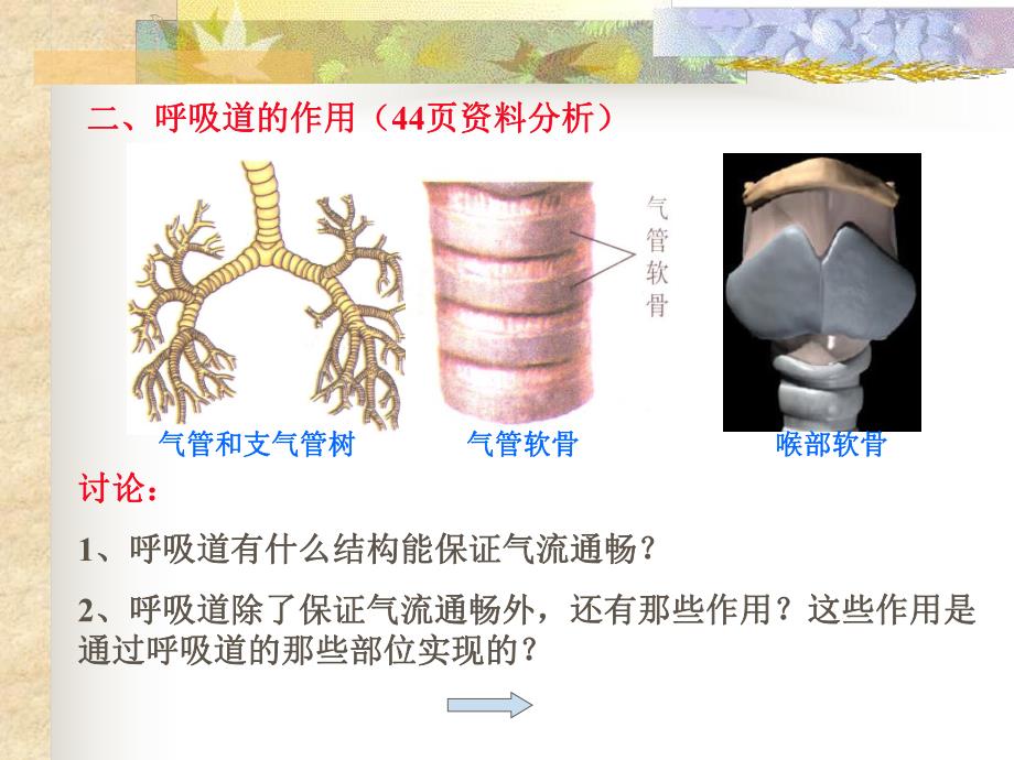 呼吸系统对空气的处理.ppt_第3页