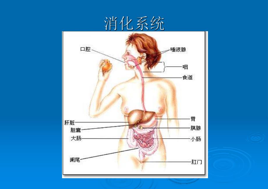 小儿腹泻护理ppt课件.ppt_第2页