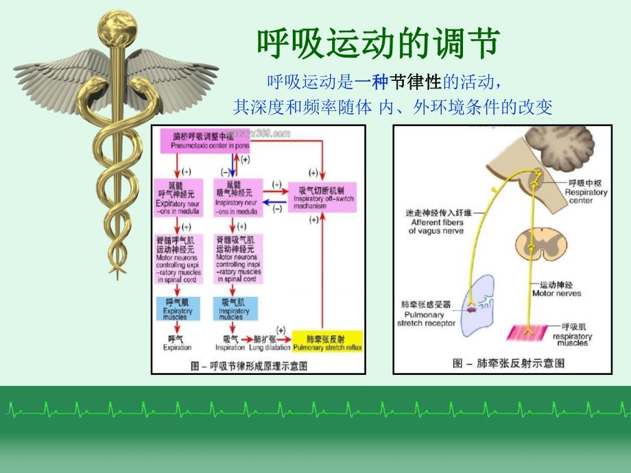 呼吸运动调节及急性试验性呼吸功能不全的急救.ppt_第2页