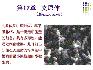 支原体Mycoplasma.ppt