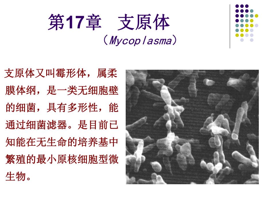 支原体Mycoplasma.ppt_第1页