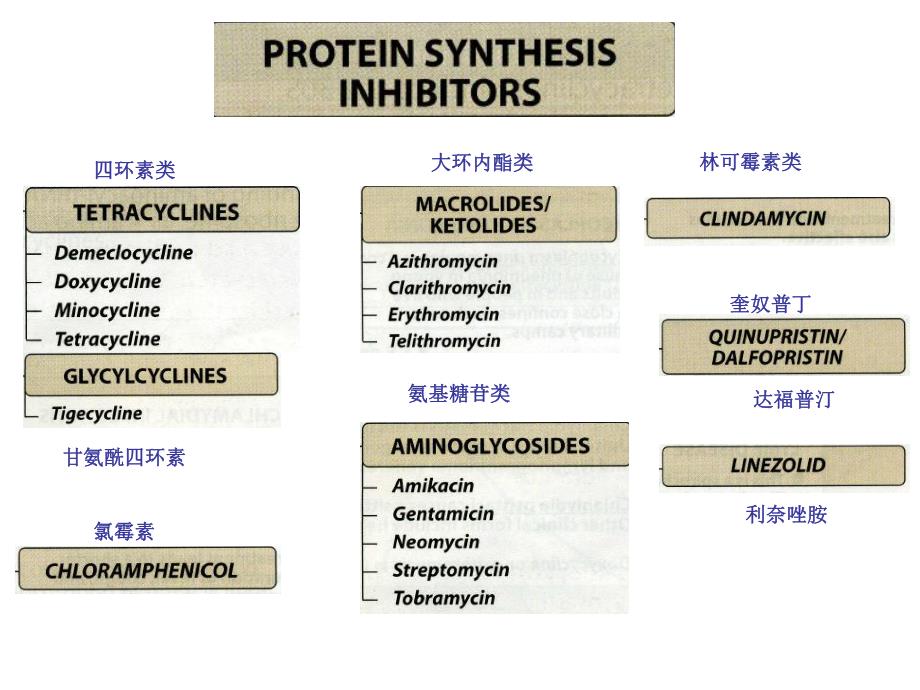 抑制细菌蛋白质合成的抗菌药 .ppt_第2页