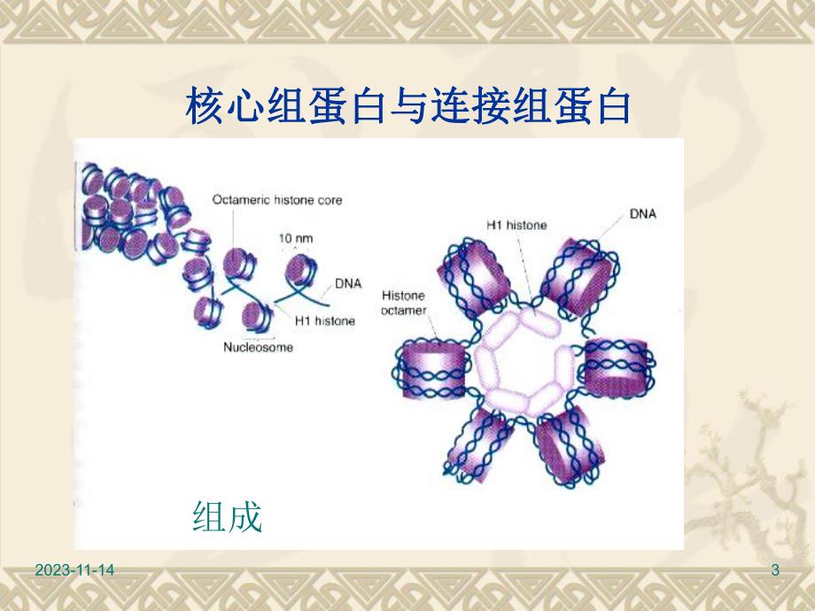 第2章染色体和基因组.ppt_第3页