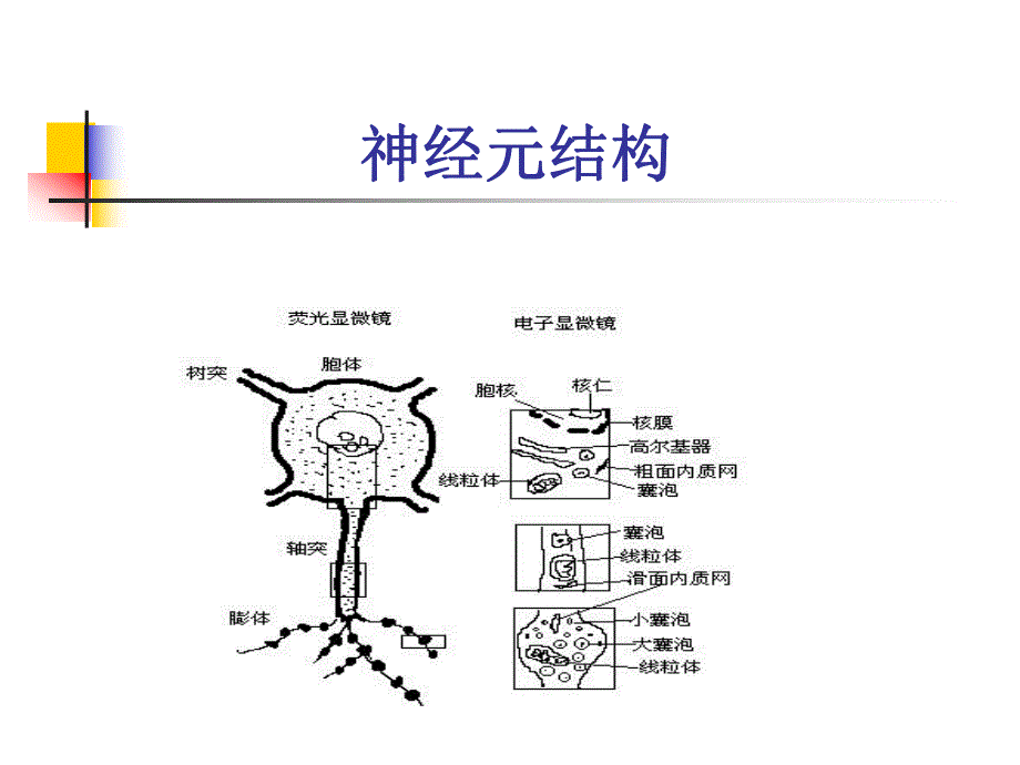 第2章精神药物的作用基础.ppt_第3页