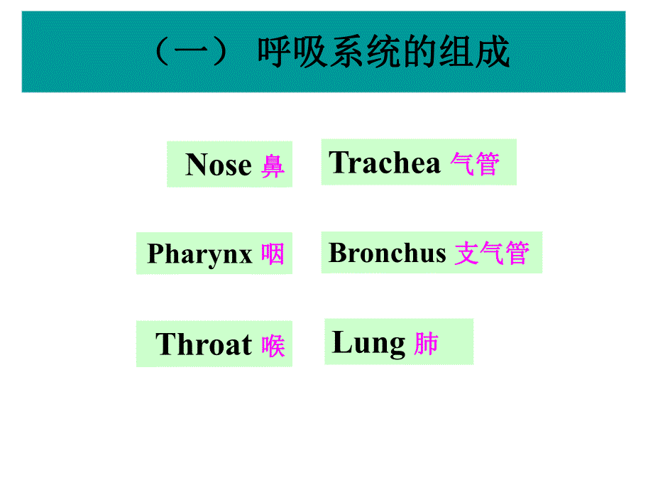 第29章呼吸系统药理名师编辑PPT课件.ppt_第2页