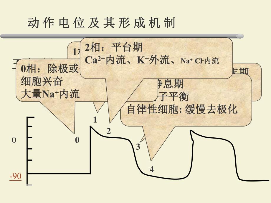 第24章抗心律失常药名师编辑PPT课件.ppt_第3页