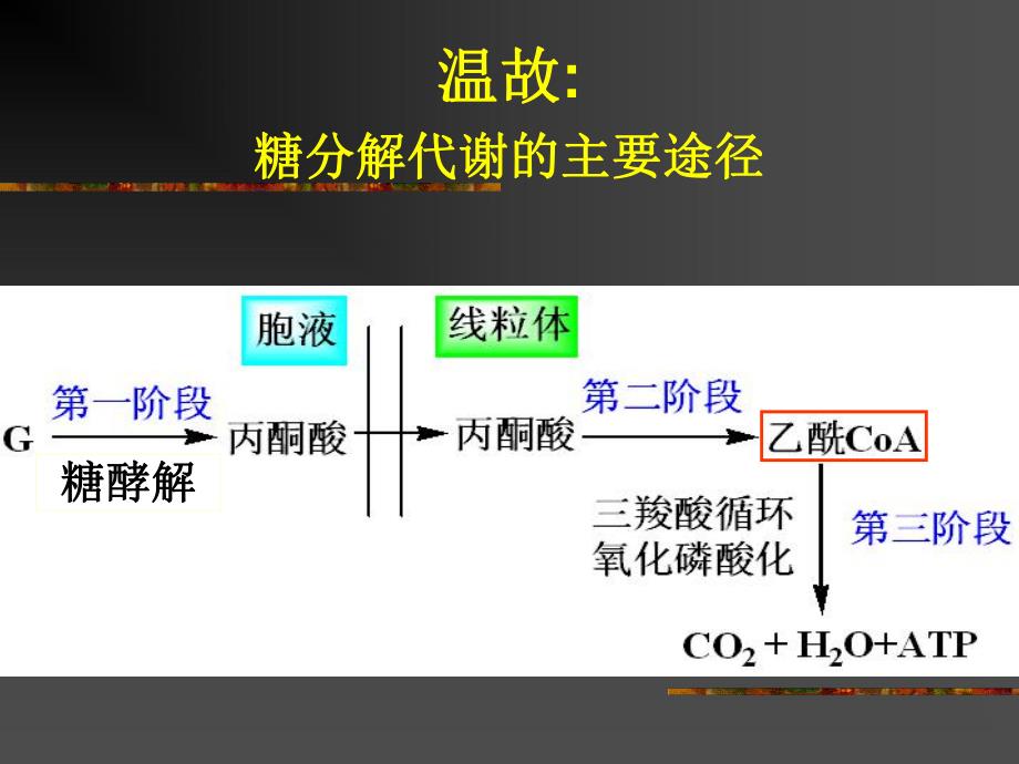 第25章糖代谢的其他途径.ppt_第2页