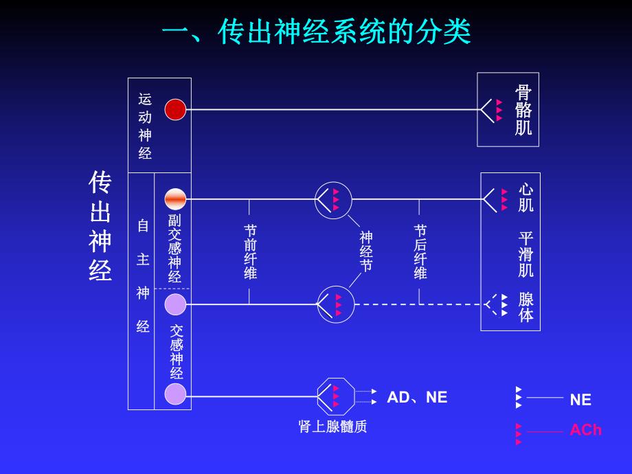 第2章传出神经系统药物.ppt_第2页