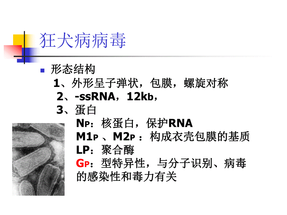 第26章其它病毒.ppt_第3页