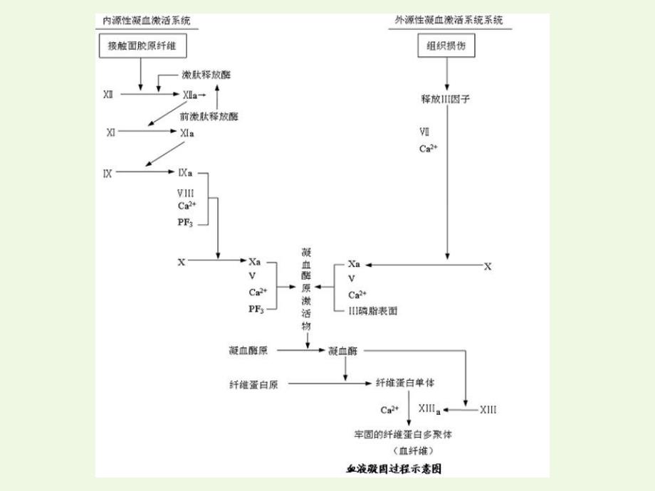 第24章造血系统.ppt_第3页