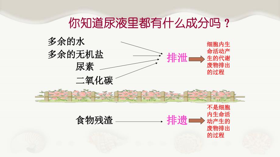 第一节尿的形成和排出第一课时.pptx_第2页