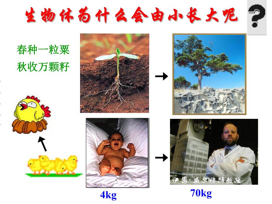 第一节细胞通过分裂产生新细胞2.ppt_第1页