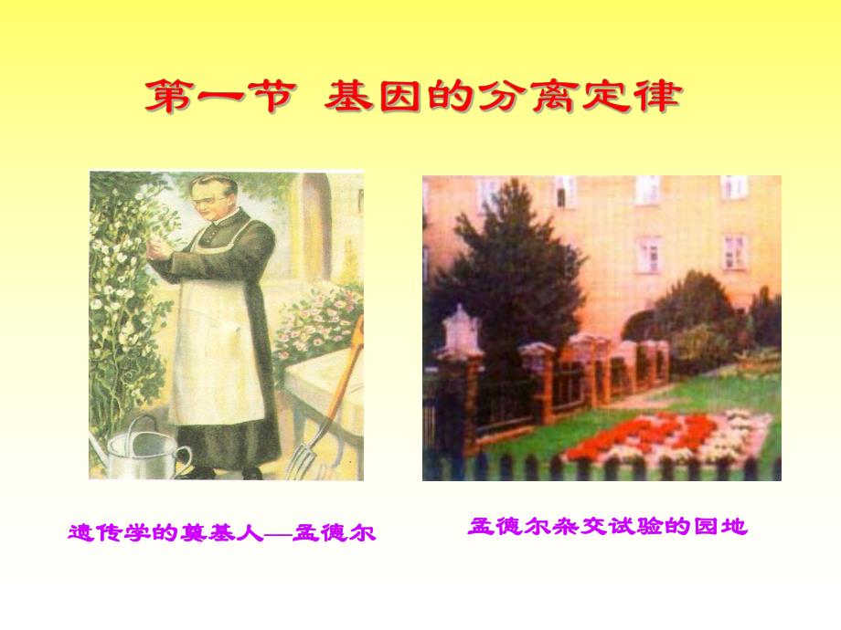 第一节基因的分离定律名师编辑PPT课件.ppt_第1页