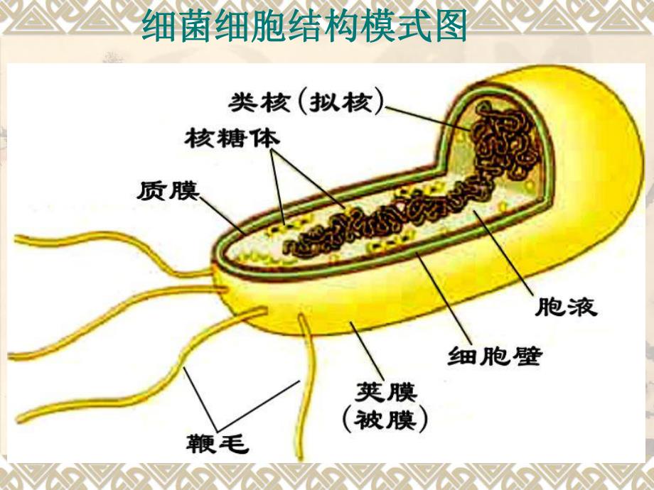 第6章：细菌的遗传分析.ppt_第3页